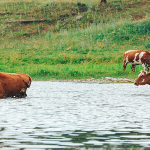 Troubled Farmer forcing cow in to the river