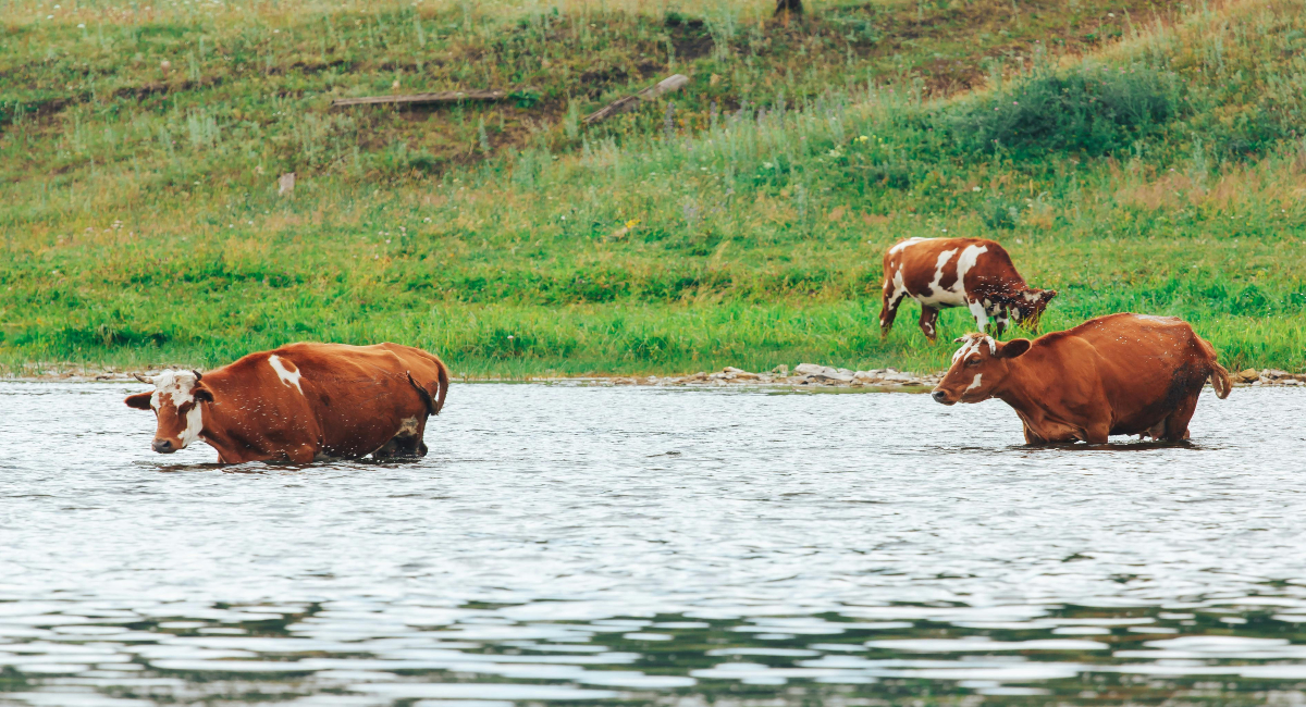 Troubled Farmer forcing cow in to the river