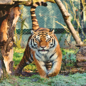 man was killed by a tiger