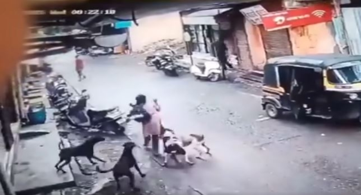 दिल्ली में कुत्तों का आतंक (Video Grab)