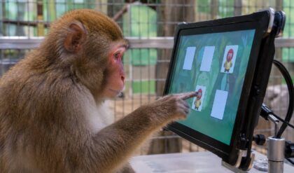 Monkey Curiosity Study: बंदर क्यों पसंद करते हैं इंसानों की तरह ही जिज्ञासा जगाने वाले खेल?