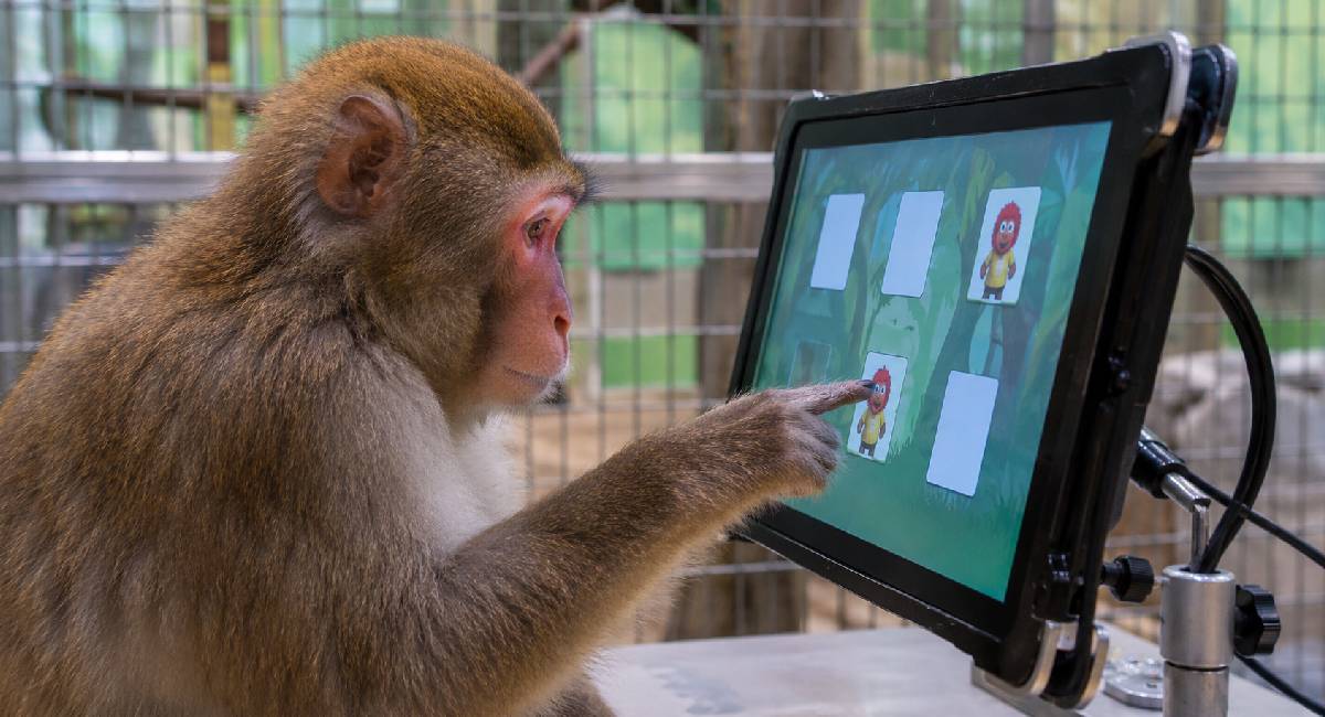 Monkey Curiosity Study: बंदर क्यों पसंद करते हैं इंसानों की तरह ही जिज्ञासा जगाने वाले खेल?