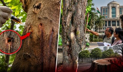 CBD Belapur में 20 पेड़ों को जहर देने का आरोप, NMMC जांच क्यों नहीं कर रहा?