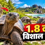 Seychelles के विशाल कछुए विलुप्ति से लौटे, अब भविष्य कितना सुरक्षित है?