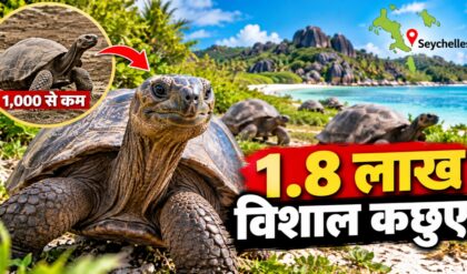 Seychelles के विशाल कछुए विलुप्ति से लौटे, अब भविष्य कितना सुरक्षित है?